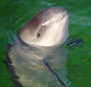 Harbor porpoise Harbor porpoise