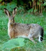 hare hare