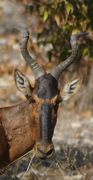 Hartebeest Hartebeest