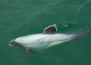 Hector's dolphin Hector's dolphin