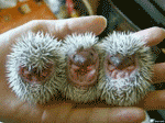 hedgehog babies hedgehog babies