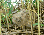 hedgehog hedgehog