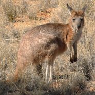 Hill wallaroo