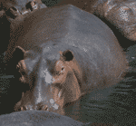 hippos hippos