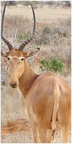 Hirola Hirola