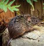 Hispid cotton rat Hispid cotton rat