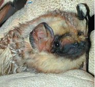 Hoary bat Hoary bat