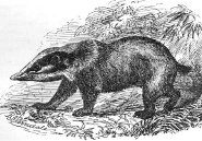 Hog badger Hog badger