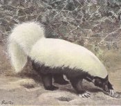 Eastern hog nosed skunk
