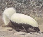 Western Hog-nosed Skunk Western Hog-nosed Skunk