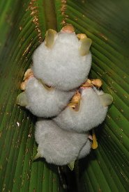 Honduran white bat