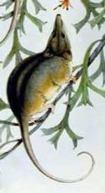 honey possum honey possum