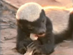 Honey badger Honey badger