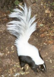 Hooded skunk