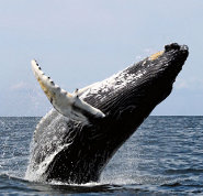 Humpback whale Humpback whale