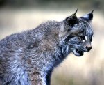iberian lynx iberian lynx