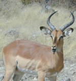 Impala Impala