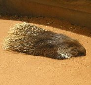 Indian crested porcupine Indian crested porcupine