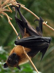 Indian flying fox Indian flying fox