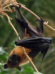 Indian flying fox