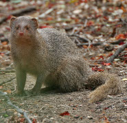 Indian gray mongoose Indian gray mongoose