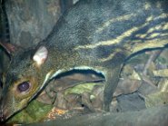 Indian spotted chevrotain Indian spotted chevrotain