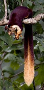 http://www.thewebsiteofeverything.com/weblog/images/indian_giant_squirrel.jpg