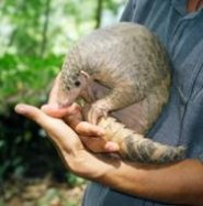 Indian pangolin Indian pangolin