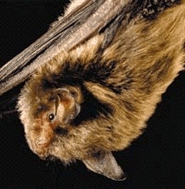 Indiana bat Indiana bat