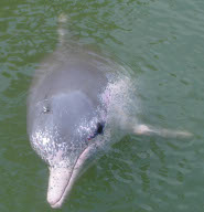 Indo-Pacific Humpbacked Dolphin Indo-Pacific Humpbacked Dolphin