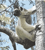 indri indri
