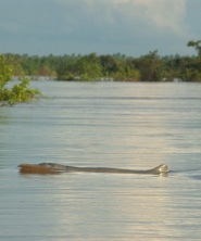 Irrawaddy dolphin Irrawaddy dolphin