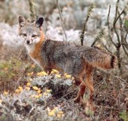 Island fox Island fox