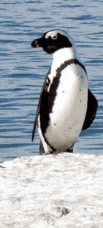 Toga the penguin Toga the penguin
