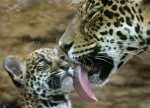 Jaguar Jaguar