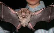 Jamaican fruit-eating bat Jamaican fruit-eating bat