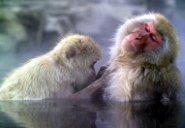 Japanese macaque