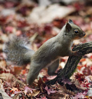 Japanese squirrel Japanese squirrel