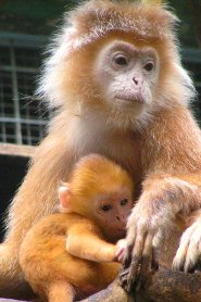 Javan langur Javan langur
