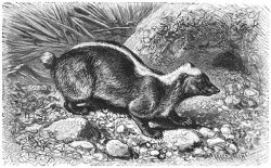 Javan stink badger Javan stink badger