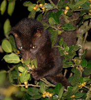 Jerdon's palm civet Jerdon's palm civet