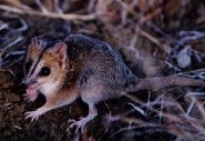 Julia creek dunnart Julia creek dunnart