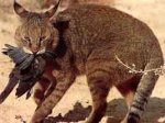 Jungle cat Jungle cat