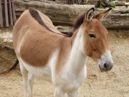 kiang kiang