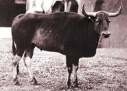 Kouprey Kouprey
