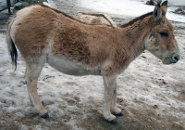 Kulan Kulan