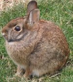 Lagomorpha Lagomorpha
