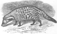 Large indian civet