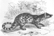 Large-spotted civet Large-spotted civet