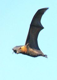 Large flying fox Large flying fox
